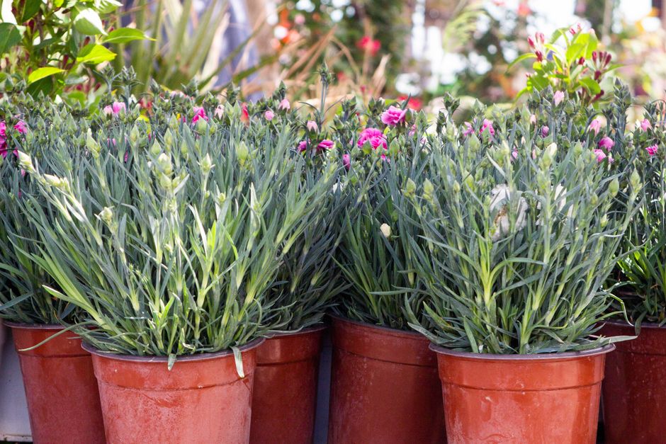 Vibrant potted flowers in a garden nursery, showcasing lush green foliage and vivid blooms.